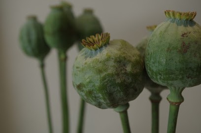 Die Blumen-Galerie, Blumenladen in Münster