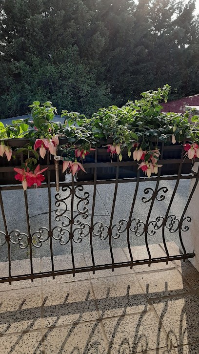 Anja Schiwek Blumen- Und Pflanzenshop, Blumenladen in Könnern