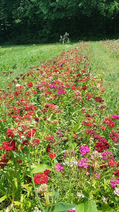 Blumen Selber Pflücken Türkenfeld, Blumenladen in Türkenfeld