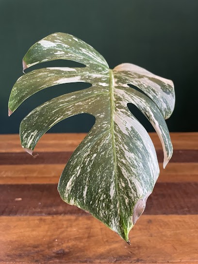 Plantyosa, Blumenladen in Erkelenz