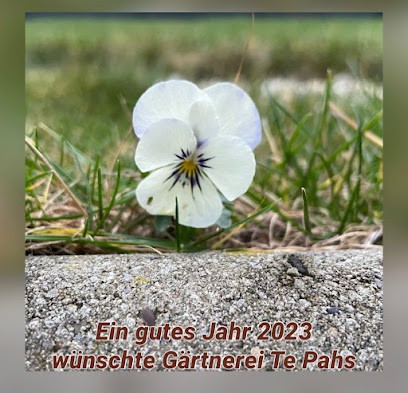 Gärtnerei & Floristik Te Pahs Inh. Katharina Heßbrügge, Blumenladen in Sundern