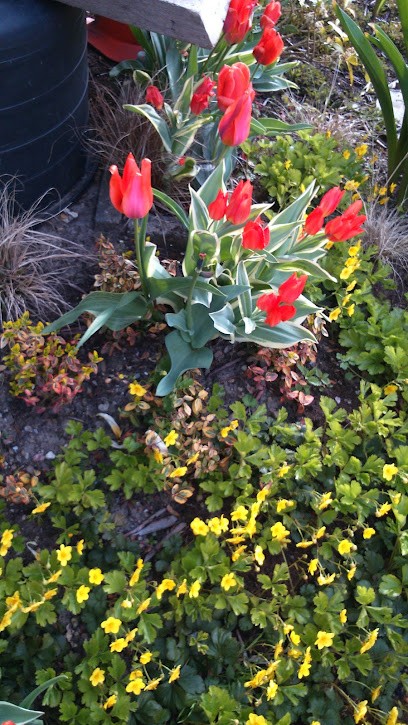 Blumen Berg FLEUROP, Blumenladen in Schwelm