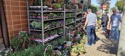 Blumen Green Day - Wilkau Haßlau, Blumenladen in Wilkau-Haßlau