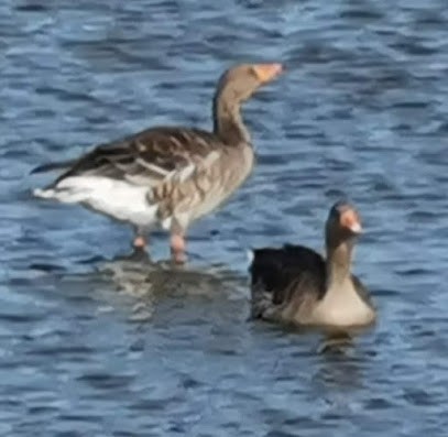 Paul Klasbrummel, Blumenladen in Verl