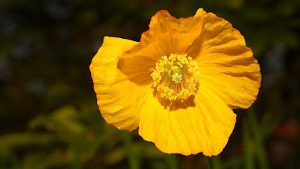 Der Blumenladen - Christine Wenzel, Blumenladen in Offenbach