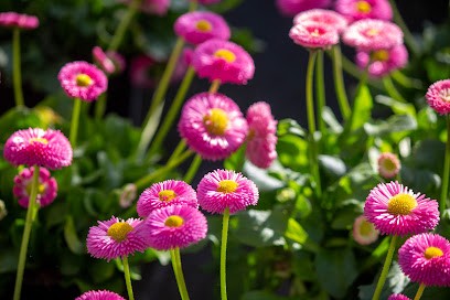 Blumenhof Sendenhorst, Blumenladen in Sendenhorst