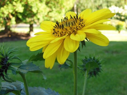 Blumenhandelsgesellschaft Gönnebek UG (haftungsbeschränkt), Blumenladen in Gönnebek