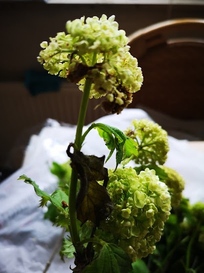 Blumen Winterberg GmbH, Blumenladen in Wuppertal