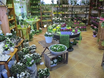 Blumenhaus Hövelteepe, Blumenladen in Lienen