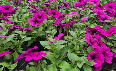 Blumenhaus Schüller, Blumenladen in Kirchen