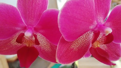 Florales Blumenfachgeschäft, Blumenladen in Oberwolfach