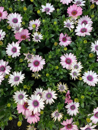 Akbulut Blumenhandel, Blumenladen in Fulda