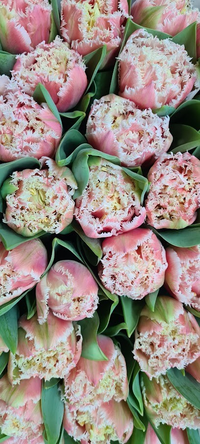 Blumenbinderei Bode, Blumenladen in Lübbecke