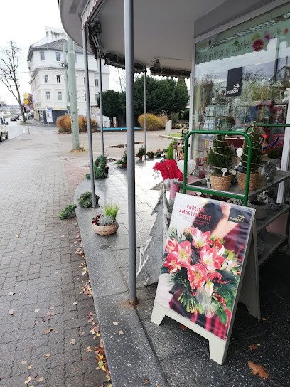 Blumenhaus Carle, Blumenladen in Kassel