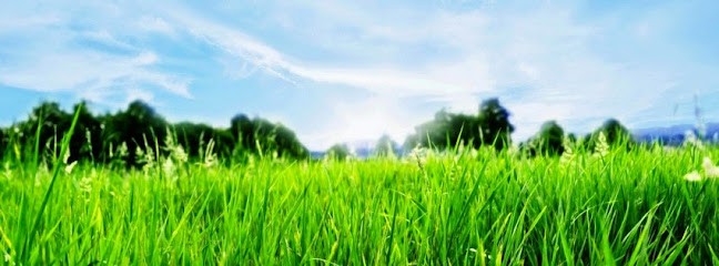 Blumen Karl Steffen Inh. Barbara Stüber, Blumenladen in Kell am See