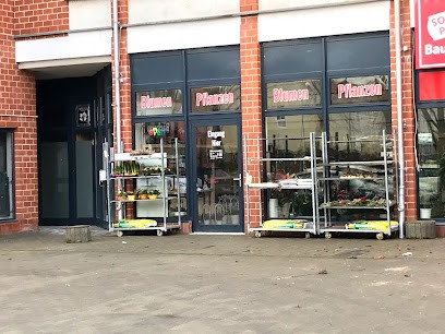 Blumen Pflanzen, Blumenladen in Schönefeld