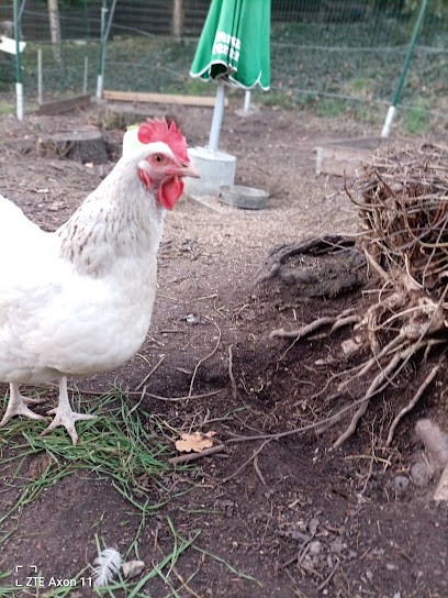 Geflügelhandel Günther Inh. Heiko Günther, Blumenladen in Pegau