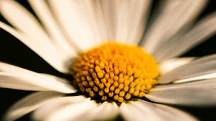 Blumeneck Patricia Groh, Blumenladen in Schweinfurt