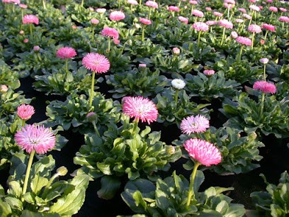 Blumen-Benkert, Blumenladen in Waigolshausen