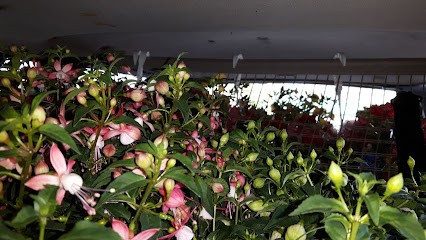 Blumengroßhandel Markus Neuser E.K., Blumenladen in Siegen