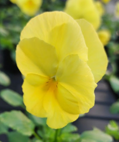 Kolping-Bildungswerk Gartenbau, Blumenladen in Kaufbeuren