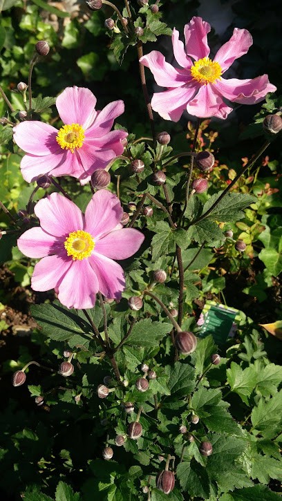 Sibylle Schweizer & Erich Holzheimer, Blumenladen in Iphofen