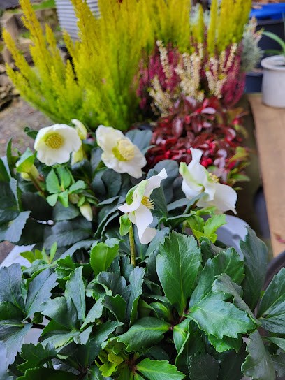 Holger Blume Gartenbau und Floristik, Blumenladen in Edertal