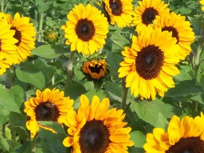 Blumen Zum Selberschneiden, Junkersholz, Blumenladen in Leichlingen
